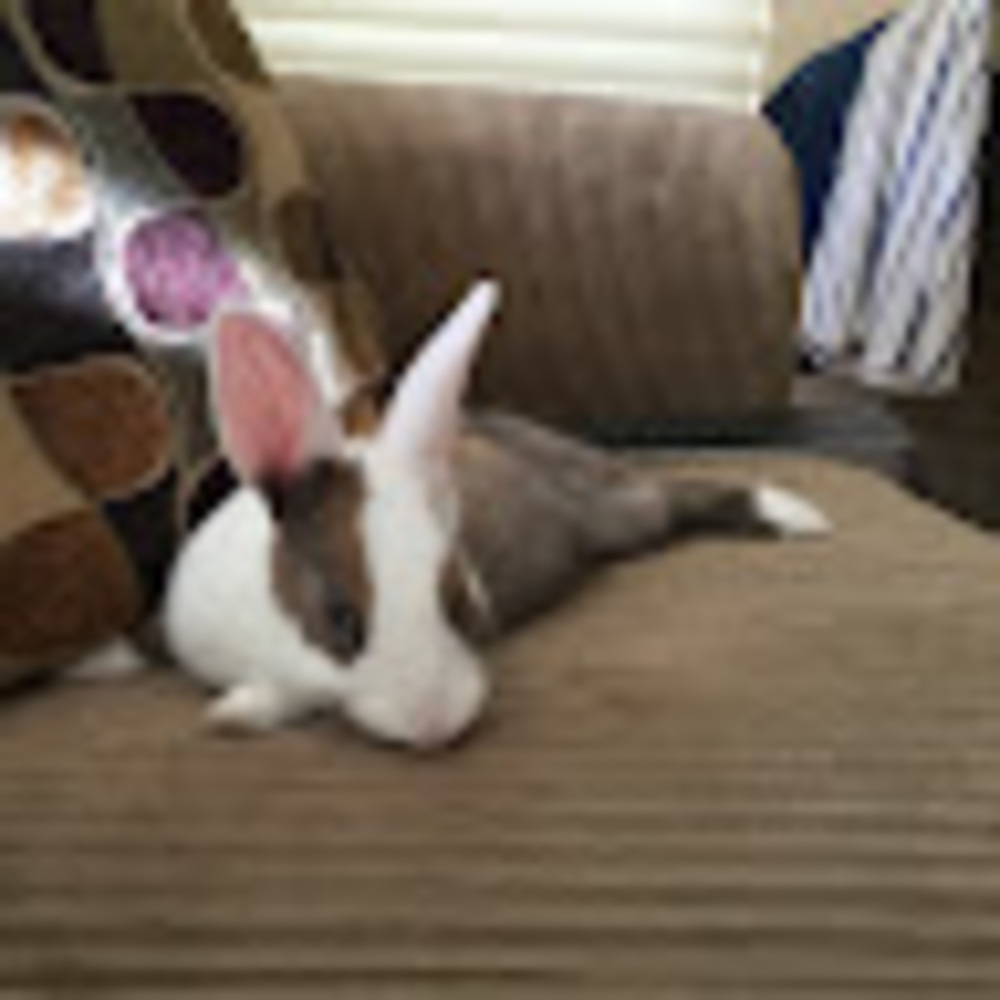 Meet your Posher, Cookie